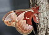 7764 - Promethea Moth - Callosamia promethea