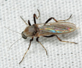 Sphaeromias longipennis