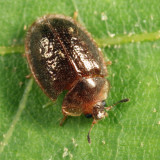 Thymalus marginicollis