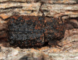 Forked Fungus Beetle - Bolitotherus cornutus (female)