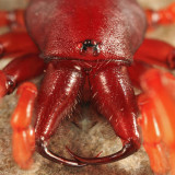 Woodlouse Hunter - Dysdera crocata