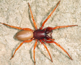 Woodlouse Hunter - Dysdera crocata