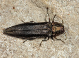 Bronze Birch Borer - Agrilus anxius