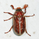 Variegated June Beetle - Polyphylla variolosa