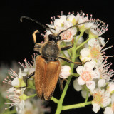 Trigonarthris minnesotana