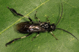 Dusky Birch Sawfly - Craesus latitarsus
