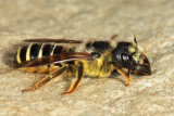 Megachile pugnata