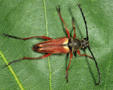 Typocerus acuticauda