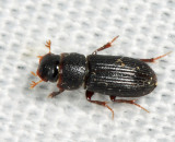 Ataenius gracilis