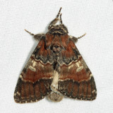 7921 - Chocolate Prominent - Peridea ferruginea