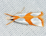 5465 - Curve-lined Vaxi - Vaxi auratella
