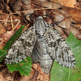 2693 - Carpenterworm Moth - Prionoxystus robiniae