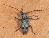 Aegomorphus modestus