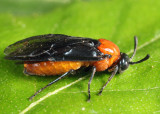 Birch Sawfly - Arge pectoralis
