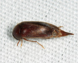 Glipostenoda ambusta