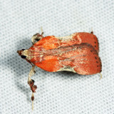 5552 - Boxwood Leaftier - Galasa nigrinodis