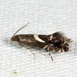 2346 - Yellow Nutsedge Moth - Diploschizia impigritella