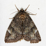 8719 - Locust Underwing - Euparthenos nubilis