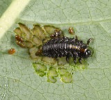 Plagiodera versicolora (larva)
