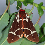8166 - Great Tiger Moth - Arctia caja