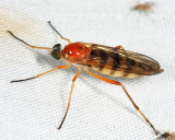 Dialysis elongata