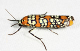 2401 - Ailanthus Webworm Moth - Atteva aurea