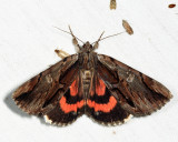 8857 - Ultronia Underwing - Catocala ultronia