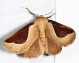 4671 -  Skiff Moth - Prolimacodes badia