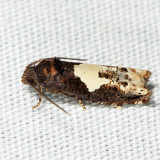 3202 - Bidens Borer - Epiblema otiosana