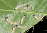 8211 - Hickory Tussock caterpillar - Lophocampa caryae