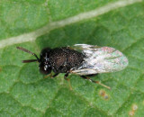 Perilampidae