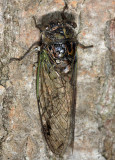Northern Dog-day Cicada - Neotibicen canicularis (missing abdomen)