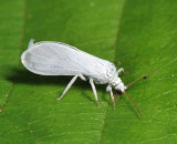 Dustywing - Coniopterygidae