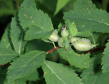 Dasineura salicifoliae