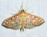 5275 - Bold-feathered Grass Moth - Herpetogramma pertextalis