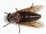 Tabanus catenatus