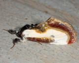9301 - Beautiful Wood Nymph - Eudryas grata