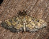 5143 - Darker Diacme Moth - Diacme adipaloides