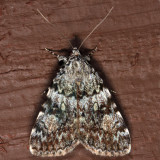 8878.1 - Little Lined Underwing - Catocala lineella