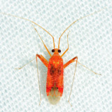 Phytocoris puella