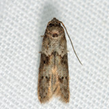 1162 - Acorn Moth - Blastobasis glandulella