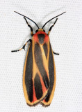 8090 - Painted Lichen Moth - Hodges - Hypoprepia fucosa