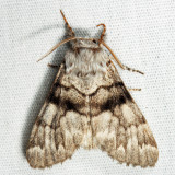 9182 - Eastern Panthea - Panthea furcilla