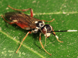 Taxonus pallidicornis 