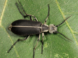 Clematis Blister Beetle - Epicauta cinerea