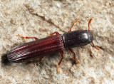 Ironclad Beetles - Zopheridae