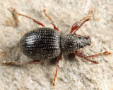 Strawberry Root Weevil - Otiorhynchus ovatus