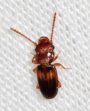 Laemophloeus megacephalus