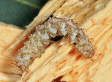 Metalectra sp.