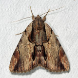 8857 -  Ultronia Underwing - Catocala ultronia